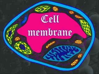 Cell
membrane
 