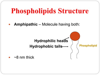 Phospholipids Structure
 Amphipathic – Molecule having both:
Hydrophilic heads
Hydrophobic tails
 ~8 nm thick
Phospholipid
 