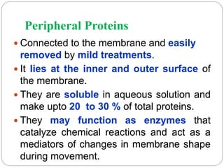 Peripheral Proteins
 Connected to the membrane and easily
removed by mild treatments.
 It lies at the inner and outer surface of
the membrane.
 They are soluble in aqueous solution and
make upto 20 to 30 % of total proteins.
 They may function as enzymes that
catalyze chemical reactions and act as a
mediators of changes in membrane shape
during movement.
 