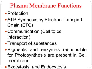 Plasma Membrane Functions
Protection
ATP Synthesis by Electron Transport
Chain (ETC)
Communication (Cell to cell
interaction)
Transport of substances
Pigments and enzymes responsible
for Photosynthesis are present in Cell
membrane.
Exocytosis and Endocytosis
 