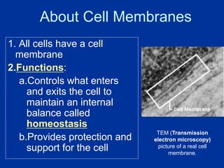 About Cell Membranes
1. All cells have a cell
membrane
2.Functions:
a.Controls what enters
and exits the cell to
maintain ...