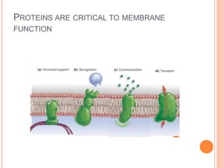 PROTEINS ARE CRITICAL TO MEMBRANE
FUNCTION
 