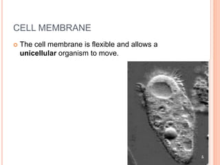 CELL MEMBRANE
 The cell membrane is flexible and allows a
unicellular organism to move.
 