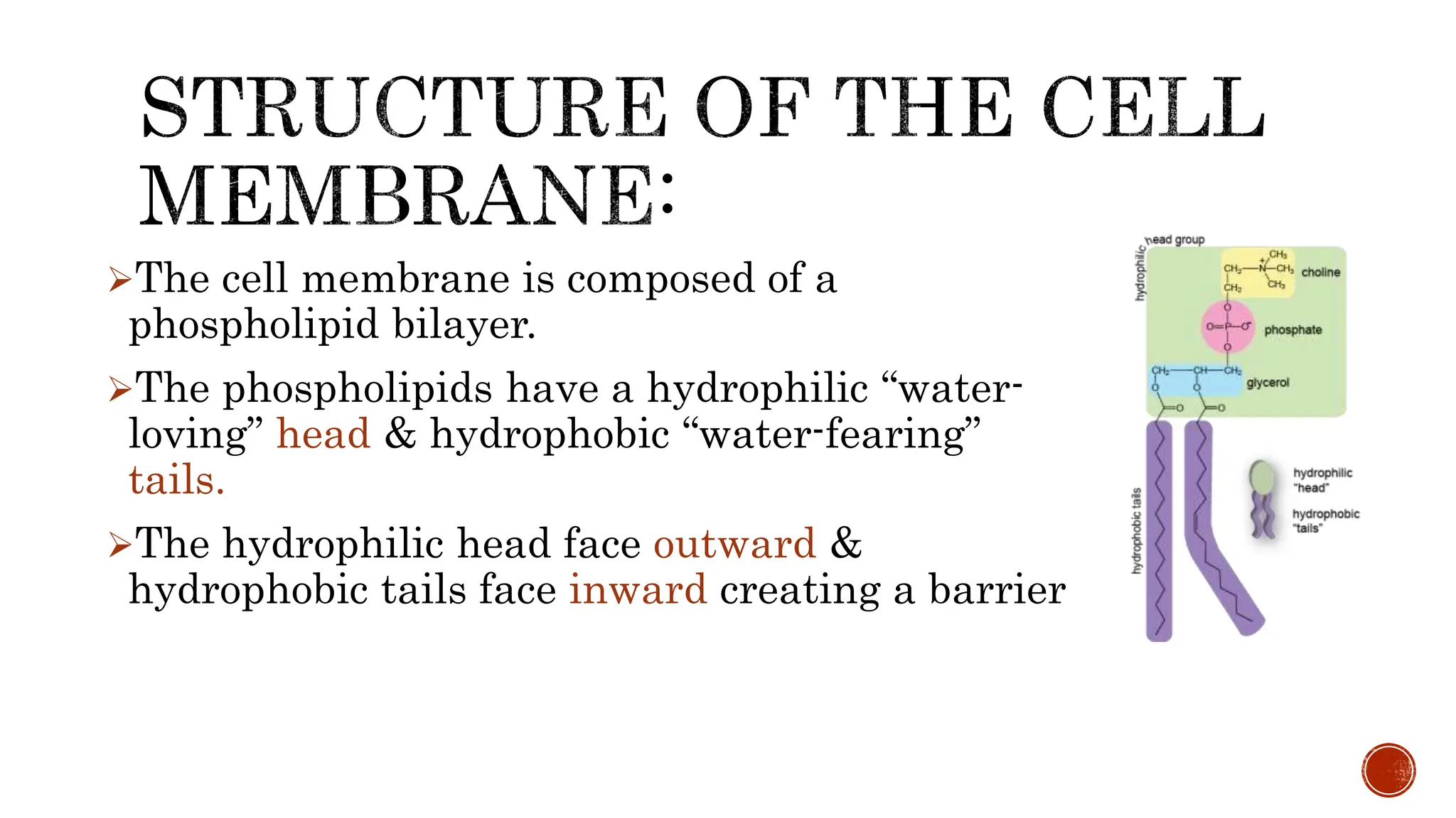 cell membrane simple presentation .pptx
