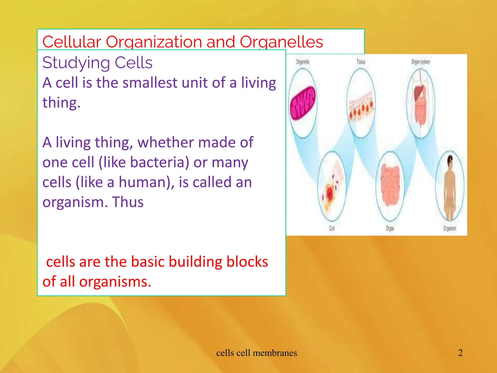 cell membrane .pdf