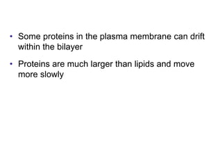 • Some proteins in the plasma membrane can drift
within the bilayer
• Proteins are much larger than lipids and move
more slowly
 