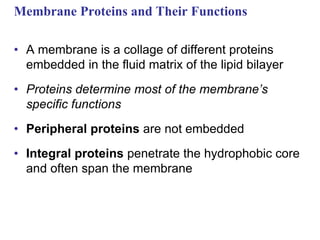 Membrane Proteins and Their Functions
• A membrane is a collage of different proteins
embedded in the fluid matrix of the lipid bilayer
• Proteins determine most of the membrane’s
specific functions
• Peripheral proteins are not embedded
• Integral proteins penetrate the hydrophobic core
and often span the membrane
 