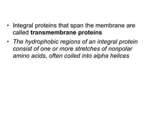 • Integral proteins that span the membrane are
called transmembrane proteins
• The hydrophobic regions of an integral protein
consist of one or more stretches of nonpolar
amino acids, often coiled into alpha helices
 