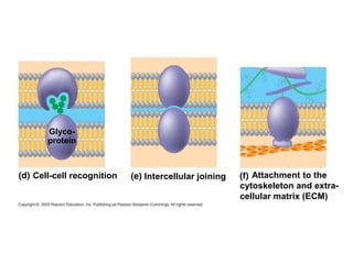 Glyco-
protein
Cell-cell recognition Intercellular joining Attachment to the
cytoskeleton and extra-
cellular matrix (ECM)
 