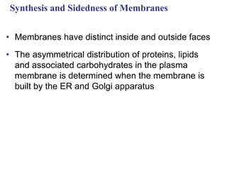 Synthesis and Sidedness of Membranes
• Membranes have distinct inside and outside faces
• The asymmetrical distribution of proteins, lipids
and associated carbohydrates in the plasma
membrane is determined when the membrane is
built by the ER and Golgi apparatus
 