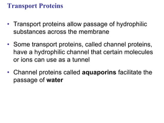 Transport Proteins
• Transport proteins allow passage of hydrophilic
substances across the membrane
• Some transport proteins, called channel proteins,
have a hydrophilic channel that certain molecules
or ions can use as a tunnel
• Channel proteins called aquaporins facilitate the
passage of water
 