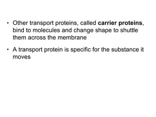 • Other transport proteins, called carrier proteins,
bind to molecules and change shape to shuttle
them across the membrane
• A transport protein is specific for the substance it
moves
 