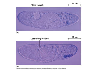 Filling vacuole
50 µm
50 µm
Contracting vacuole
 