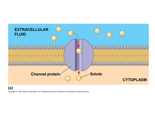 EXTRACELLULAR
FLUID
Channel protein Solute
CYTOPLASM
 