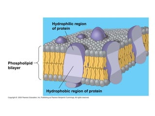 Hydrophilic region
of protein
Hydrophobic region of protein
Phospholipid
bilayer
 