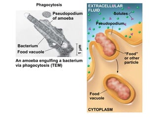 Phagocytosis
Food
vacuole
“Food”
or other
particle
CYTOPLASM
Pseudopodium
Solutes
EXTRACELLULAR
FLUID
Pseudopodium
of amoeba
An amoeba engulfing a bacterium
via phagocytosis (TEM)
Bacterium
Food vacuole
1
m
 