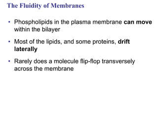 As level biology cell membrane chapter notes | PPT