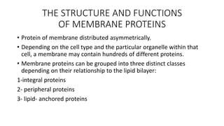 cell membrane structure and function in details | PPTX