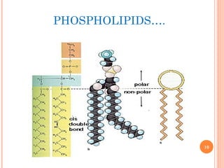 PHOSPHOLIPIDS….
10
 