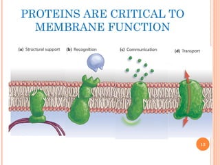 PROTEINS ARE CRITICAL TO
MEMBRANE FUNCTION
12
 