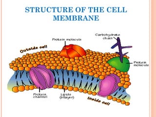STRUCTURE OF THE CELL
MEMBRANE
14
 