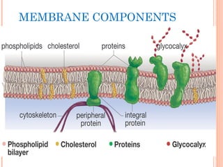 MEMBRANE COMPONENTS
15
 