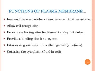 FUNCTIONS OF PLASMA MEMBRANE…
Ions and large molecules cannot cross without assistance
Allow cell recognition
Provide anchoring sites for filaments of cytoskeleton
Provide a binding site for enzymes
Interlocking surfaces bind cells together (junctions)
Contains the cytoplasm (fluid in cell)
18
 