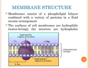 MEMBRANE STRUCTURE
 Membranes consist of a phospholipid bilayer
combined with a variety of proteins in a fluid
mosaic arrangement
 The surfaces of cell membranes are hydrophilic
(water-loving); the interiors are hydrophobic
19
 
