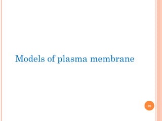Models of plasma membrane
20
 