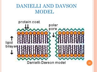 DANIELLI AND DAVSON
MODEL
22
 