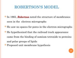 ROBERTSON'S MODEL
 In 1965, Robertson
Robertson noted the structure of membranes
seen in the electron micrographs
 He saw no spaces for pores in the electron micrographs
 He hypothesized that the railroad track appearance
came from the binding of osmium tetroxide to proteins
and polar groups of lipids
 Proposed unit membrane hypothesis
23
 