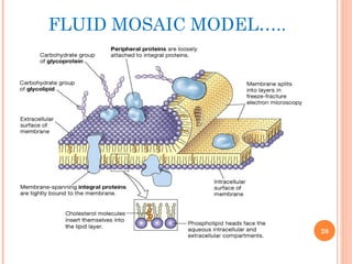 FLUID MOSAIC MODEL…..
26
 