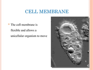 CELL MEMBRANE
 The cell membrane is
flexible and allows a
unicellular organism to move
5
 