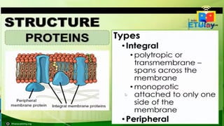 COMPONENTS OF CELL MEMBRANE AND ITS FUNCTIONS | PPTX