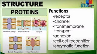 COMPONENTS OF CELL MEMBRANE AND ITS FUNCTIONS | PPTX