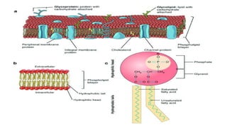 CELL MEMBRANE Structure and Function.pptx