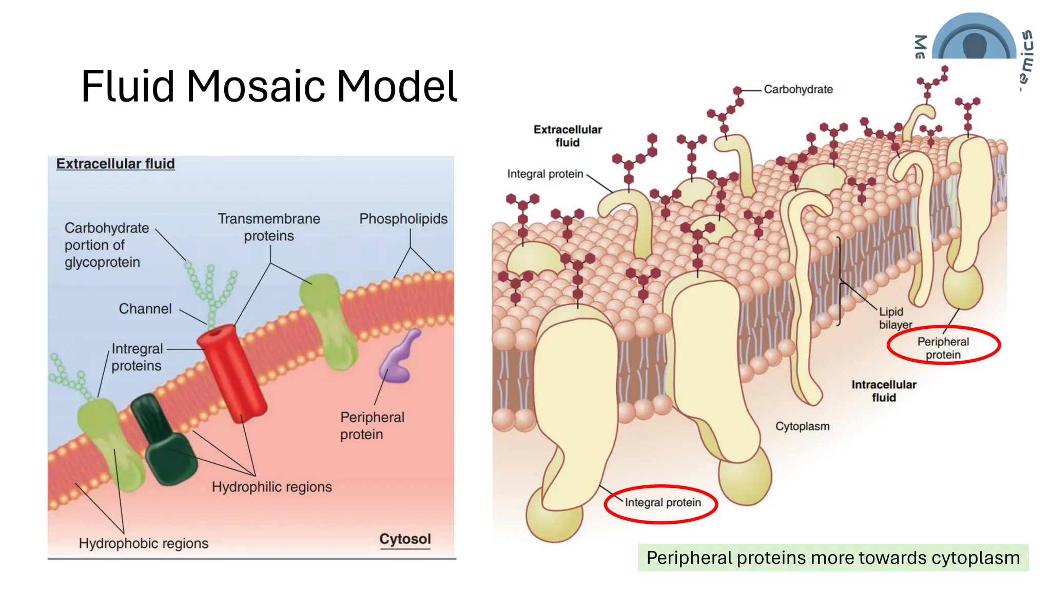 Cell/Plasma Membrane of human cell- applied/clinical Physiology.pdf