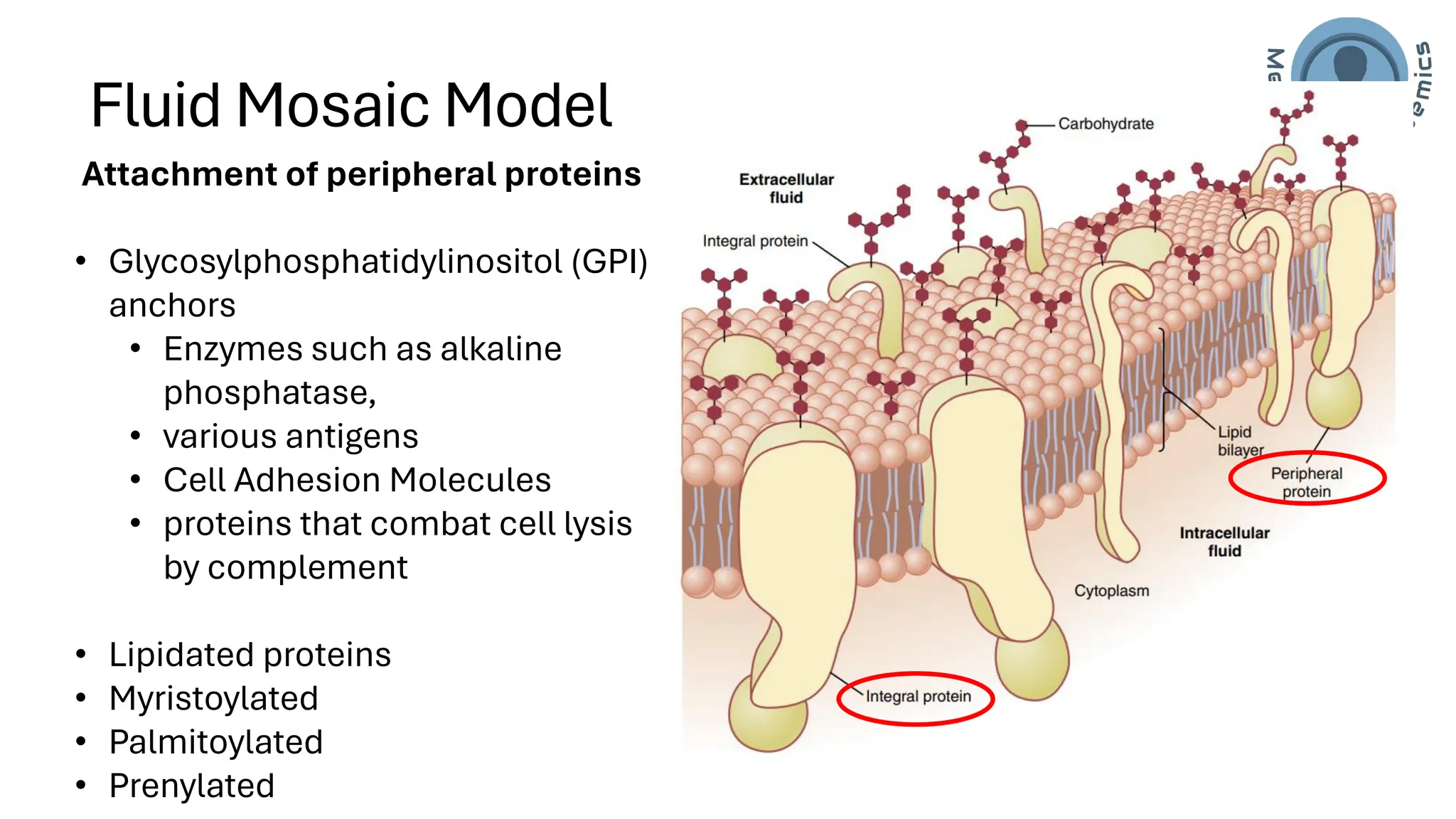 Cell/Plasma Membrane of human cell- applied/clinical Physiology.pdf