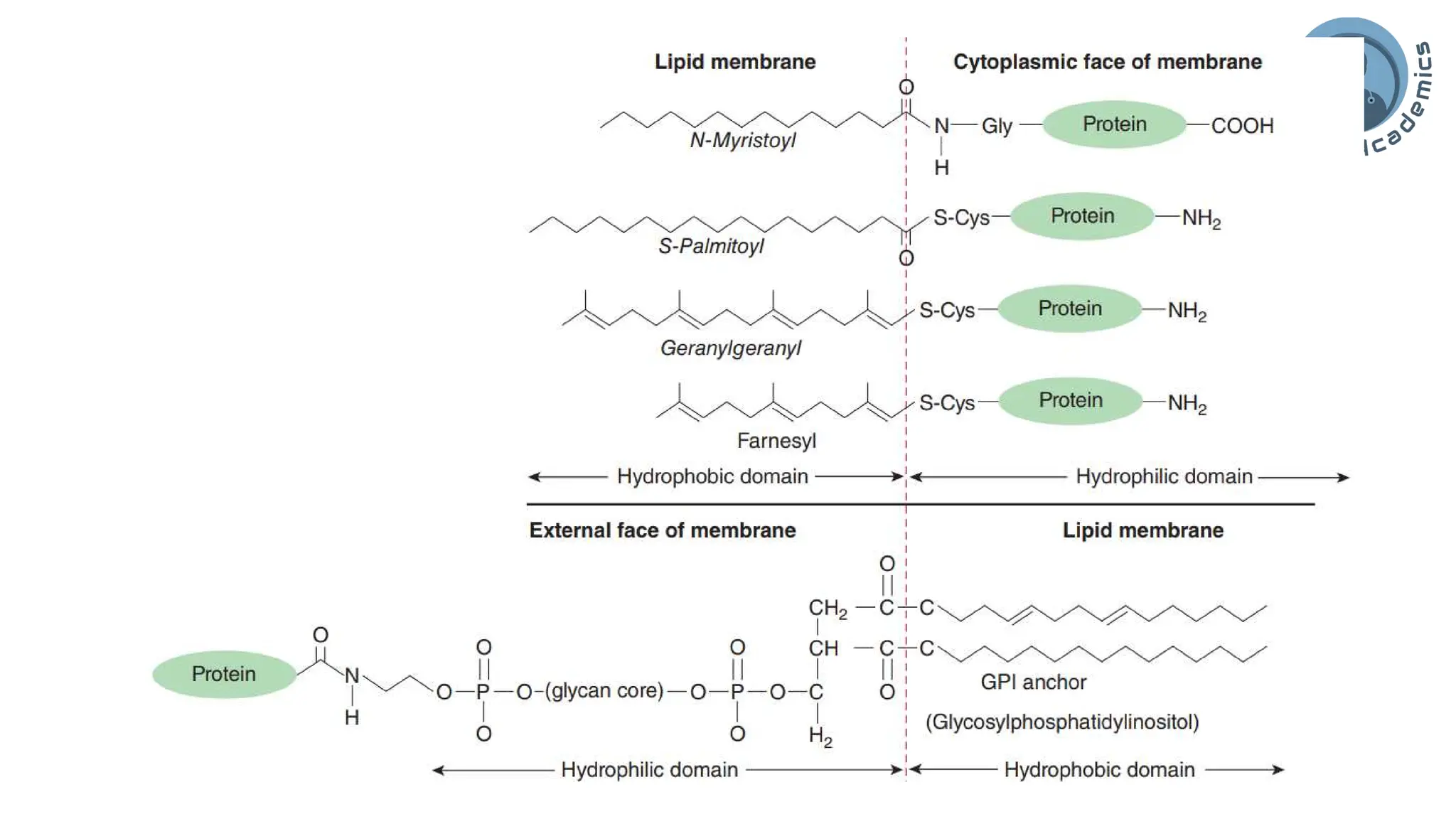 Cell/Plasma Membrane of human cell- applied/clinical Physiology.pdf