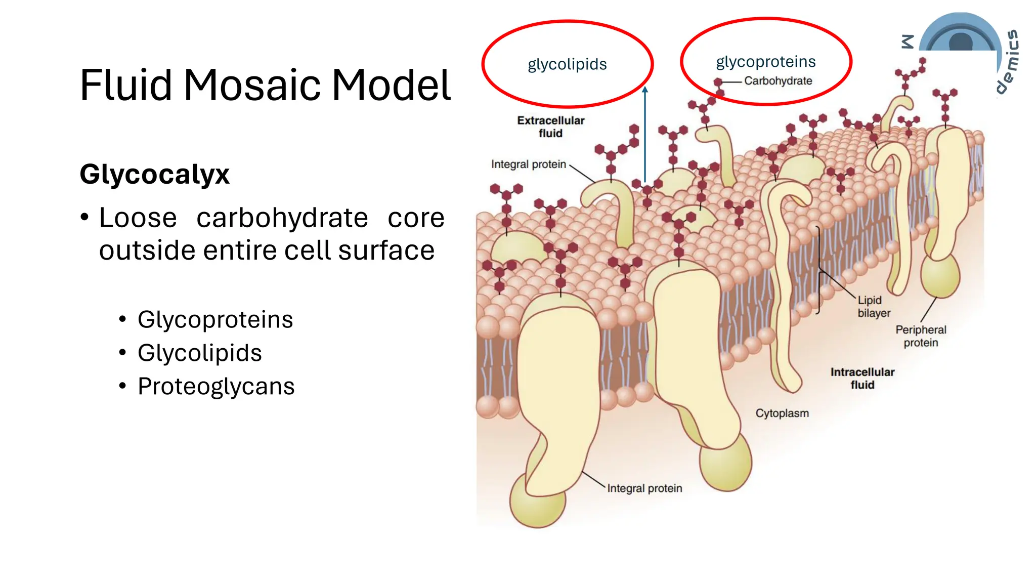 Cell/Plasma Membrane of human cell- applied/clinical Physiology.pdf