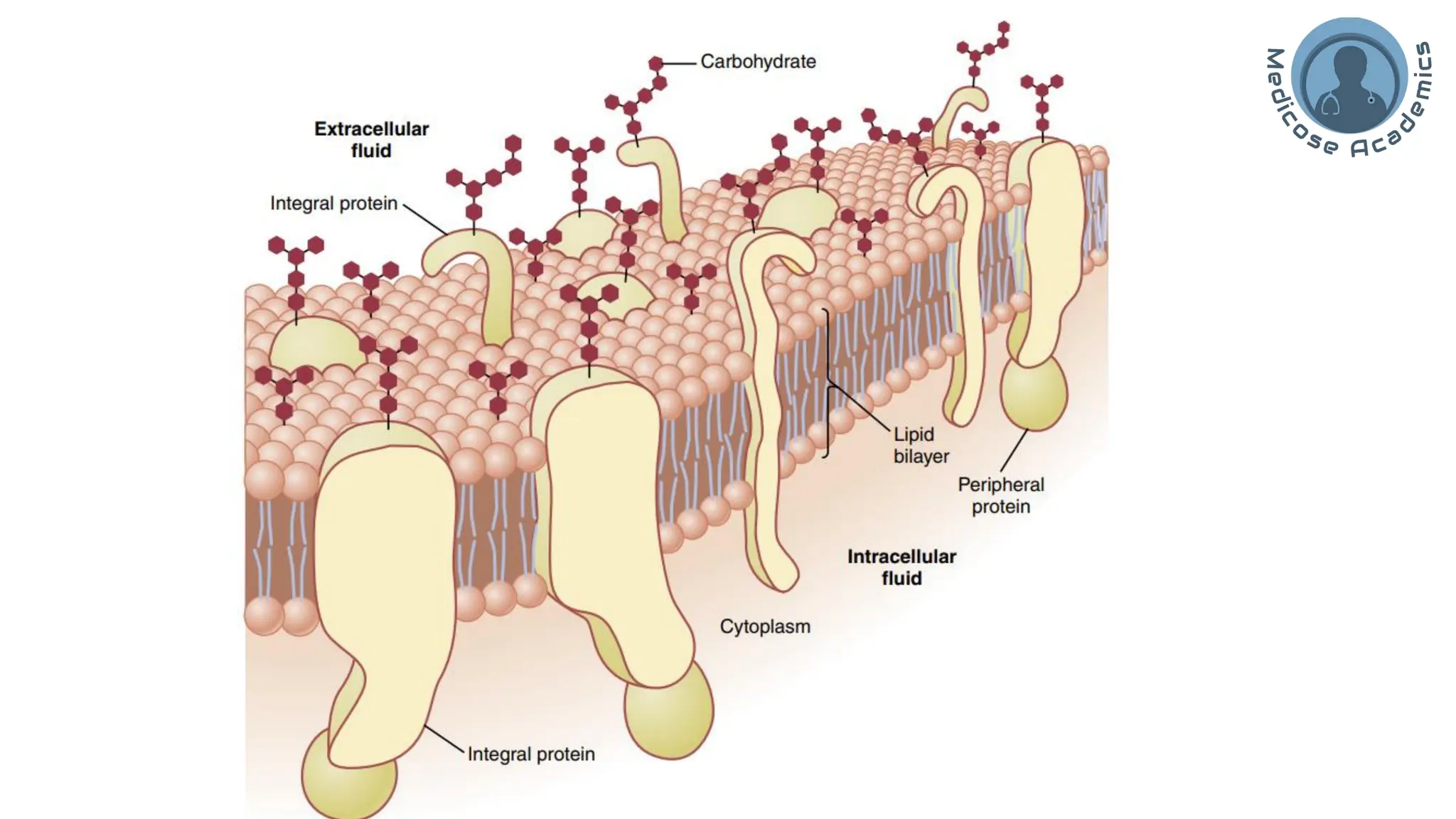 Cell/Plasma Membrane of human cell- applied/clinical Physiology.pdf