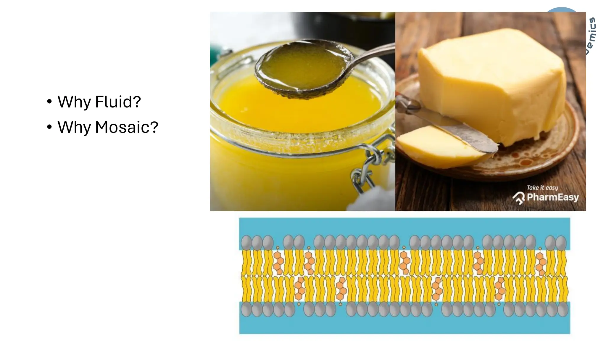 Cell/Plasma Membrane of human cell- applied/clinical Physiology.pdf