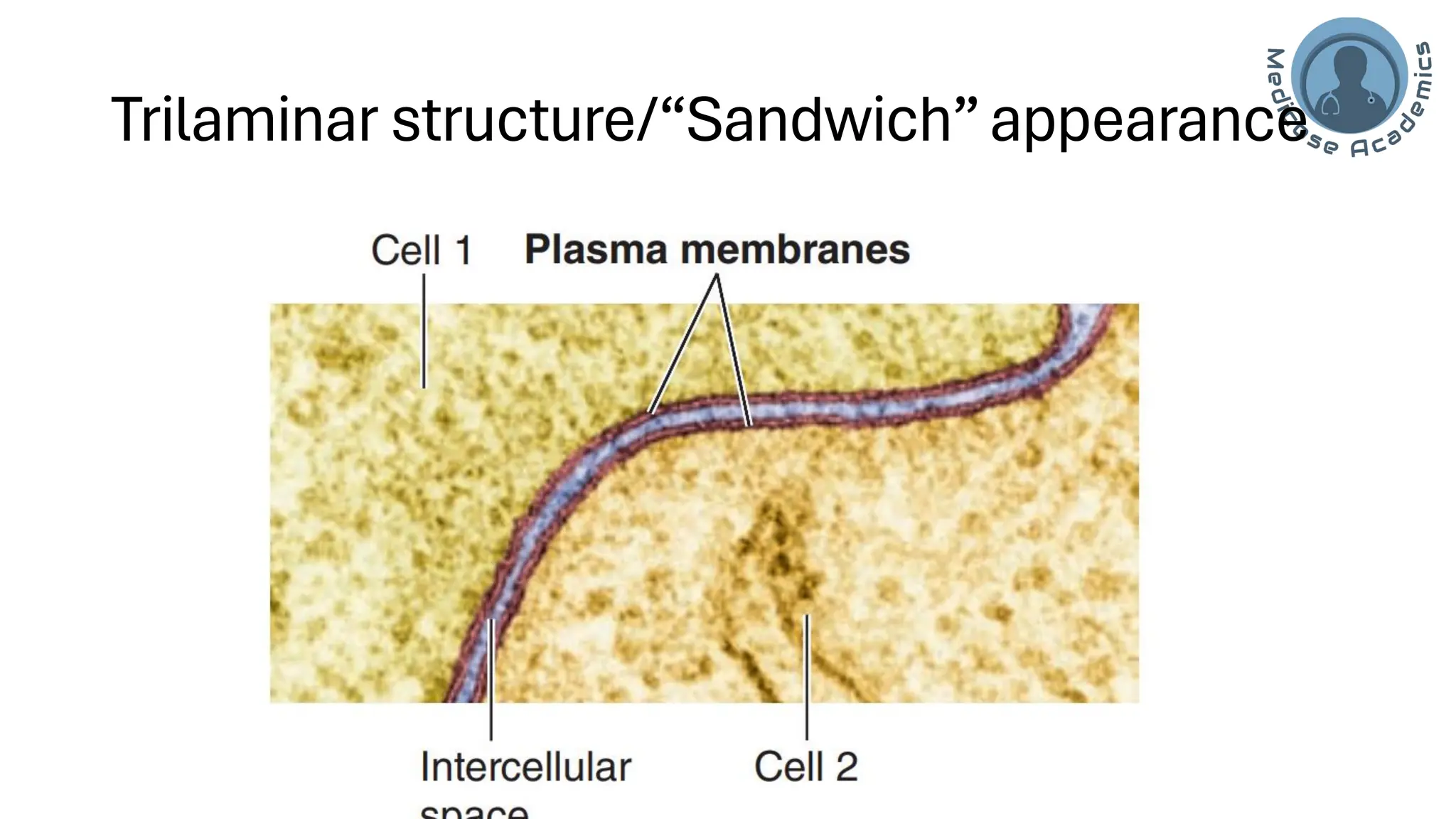 Cell/Plasma Membrane of human cell- applied/clinical Physiology.pdf