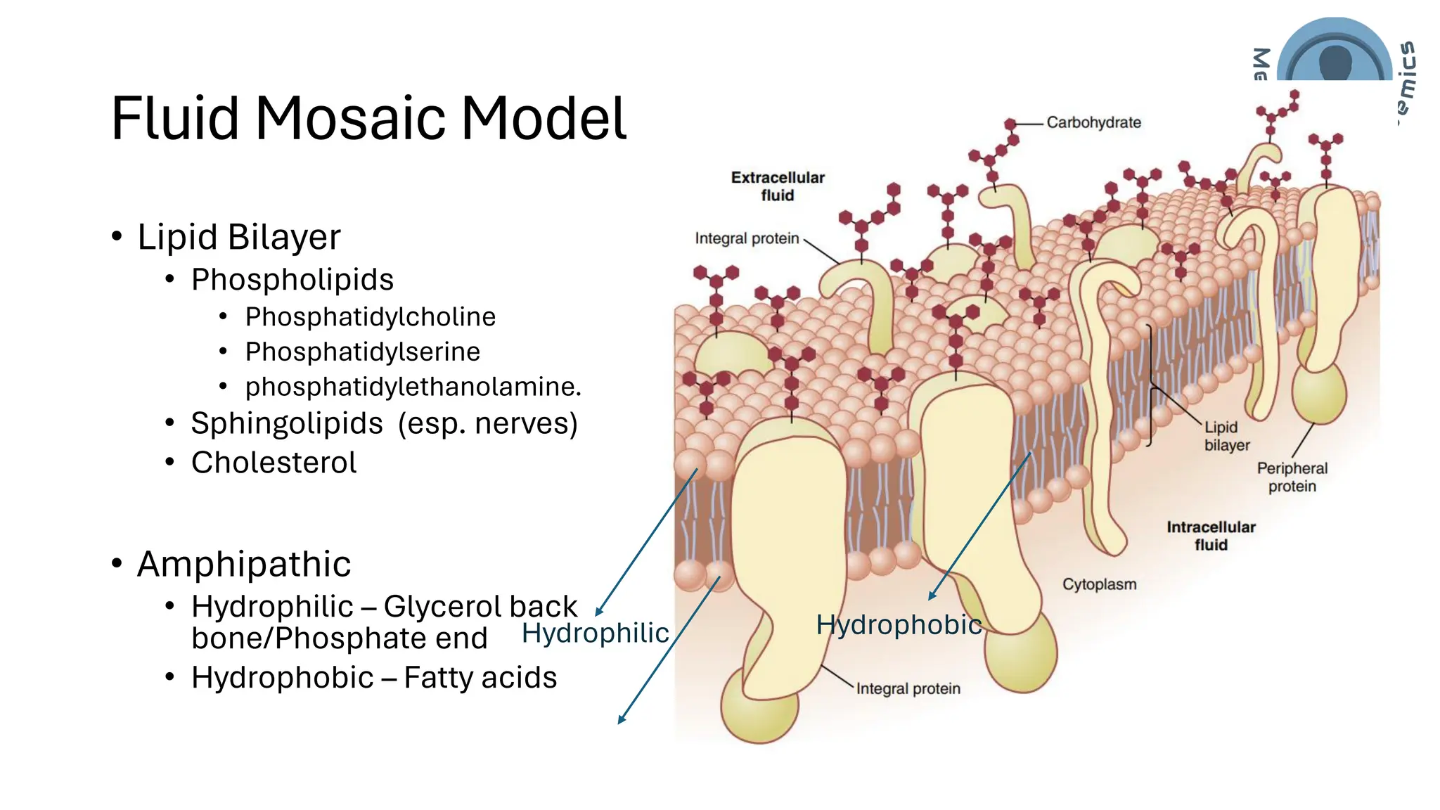 Cell/Plasma Membrane of human cell- applied/clinical Physiology.pdf