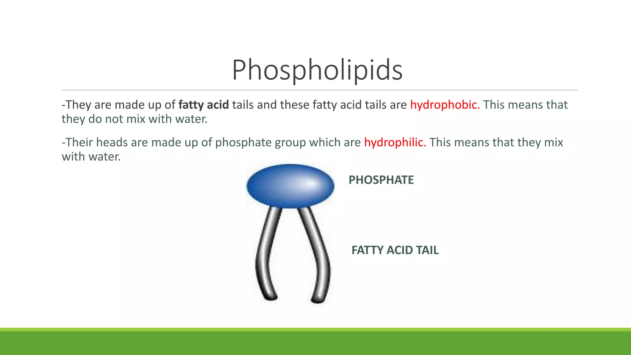 Phospholipids
-They are made up of fatty acid tails and these fatty acid tails are hydrophobic. This means that
they do not mix with water.
-Their heads are made up of phosphate group which are hydrophilic. This means that they mix
with water.
PHOSPHATE
FATTY ACID TAIL
 