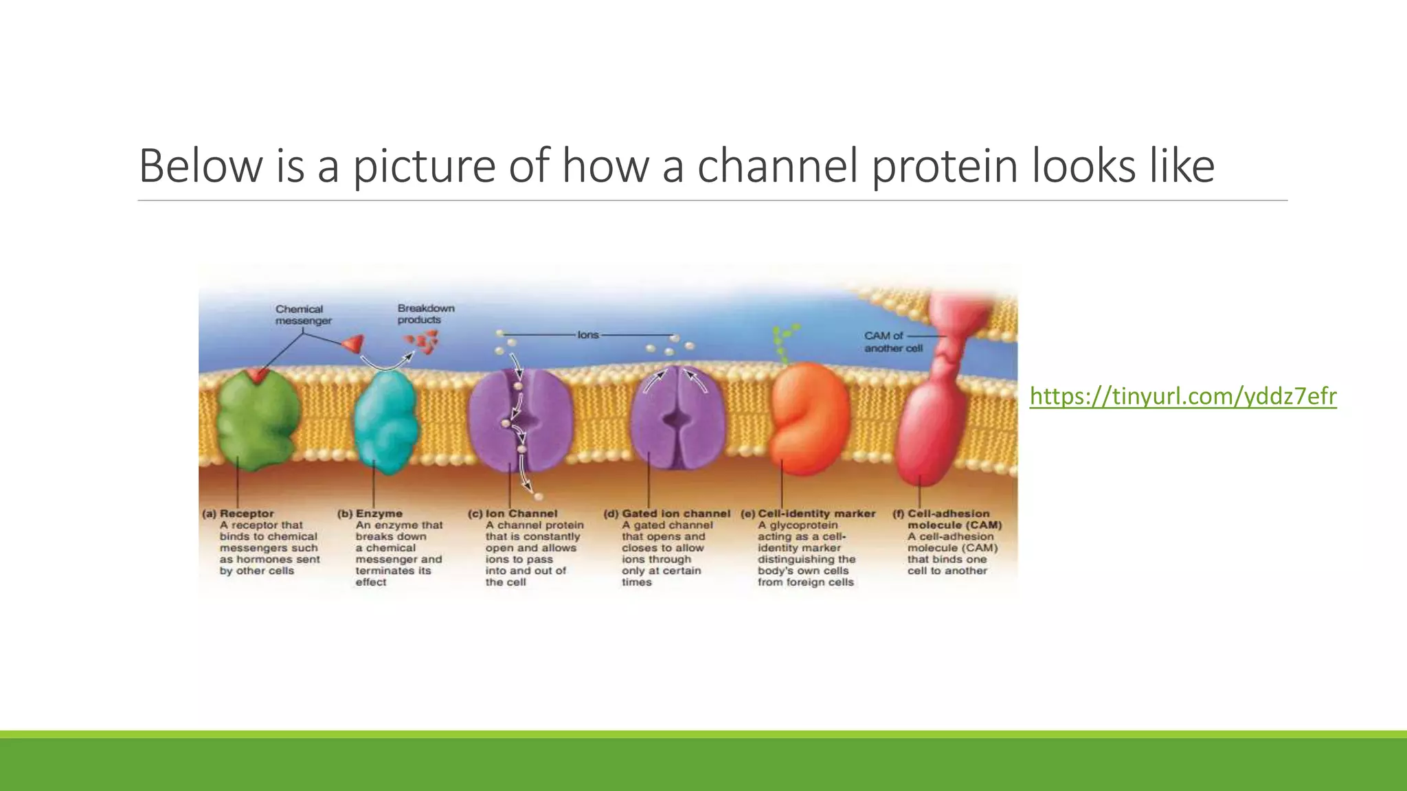 Below is a picture of how a channel protein looks like
https://tinyurl.com/yddz7efr
 