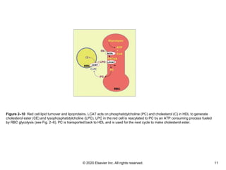 © 2020 Elsevier Inc. All rights reserved. 11
Figure 2–10 Red cell lipid turnover and lipoproteins. LCAT acts on phosphatid...