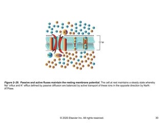 © 2020 Elsevier Inc. All rights reserved. 30
Figure 2–29. Passive and active fluxes maintain the resting membrane potentia...