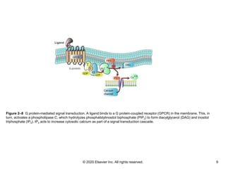 © 2020 Elsevier Inc. All rights reserved. 9
Figure 2–8 G protein-mediated signal transduction. A ligand binds to a G prote...