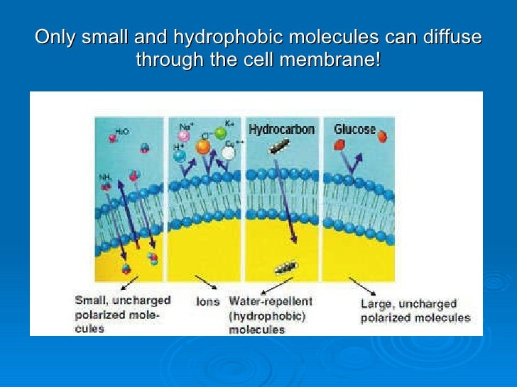 Cell membrane (20 slides)